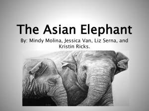 The Asian Elephant