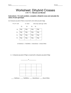 Worksheet: Dihybrid Crosses