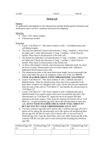 Pipe Cleaner Meiosis lab