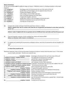 Meiosis Worksheet On the lines provided, order the different stages