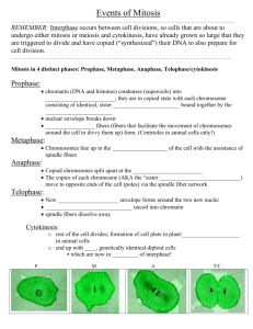 Events of Meiosis (Chapter 8-3)