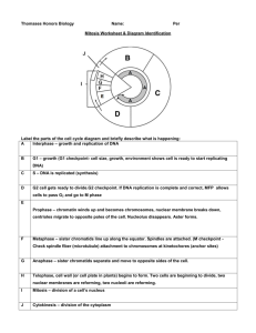 Mitosis Worksheet & Diagram Identification