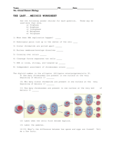 6. Last Meiosis Worksheet and Nondisjuction