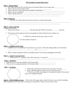 The Circulatory System Microviewer