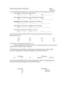 Punnett Square Practice Worksheet