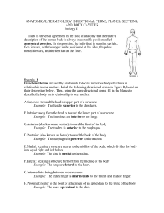 anatomical terminology, directional terms, planes, sections