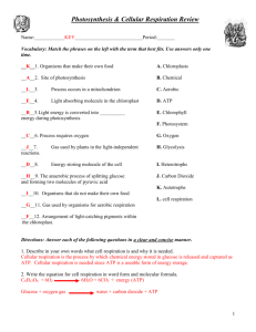 Photosynthesis & Cellular Respiration Worksheet