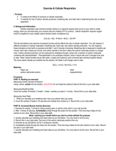 Exercise & Cellular Respiration