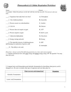 Photosynthesis & Cellular Respiration Worksheet