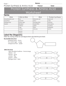 Protein Synthesis & Amino Acid Worksheet