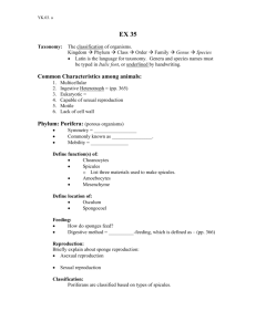 Common Characteristics among animals: Phylum: Porifera:
