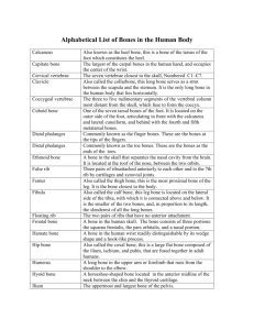 Alphabetical List of Bones in the Human Body