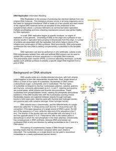 DNA Replication Worksheet and Reading