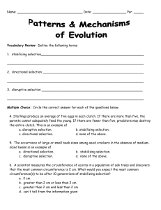 selection Worksheet