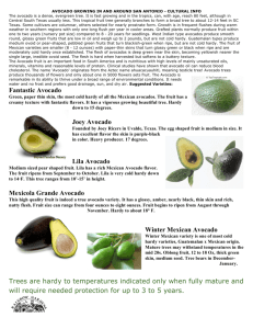 Fantastic Avocado Joey Avocado Lila Avocado Mexicola Grande