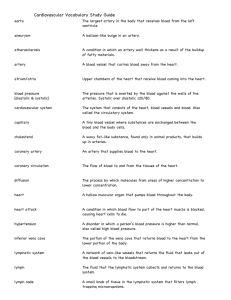 Cardiovascular Vocabulary Study Guide