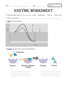 Enzyme Worksheet