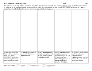 DNA Replication Worksheet