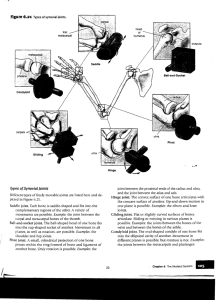 carpals ...:::::::l!!:l'ti"'.... Types ofSynovial Joints