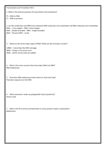 Transcription and Translation WS1 KEY