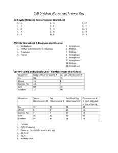 Cell Division Worksheet Answer Key