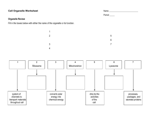 Cell Organelle Worksheet