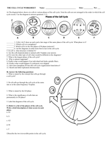 6: THE CELL CYCLE WORKSHEET