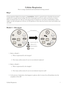 13 Cellular Respiration-S