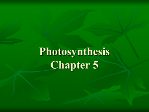 Photosynthesis and Cellular Respiration