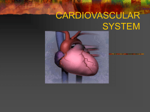 CARDIOVASCULAR SYSTEM