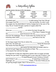 Respiratory System WS