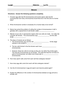 Meiosis Worksheet - Kenton County Schools