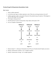 Protista/Fungi/Cell Respiration Remediation Guide