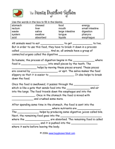 Use the words in the box to fill in the... stomach chewed food