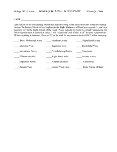 RENAL BLOOD FLOW