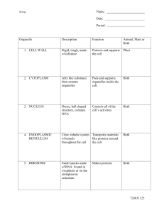 Cell Organelles Worksheet KEY