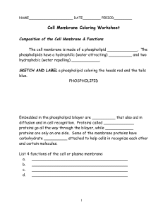 cell membrane coloring worksheet