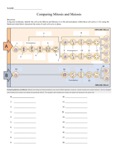 Mitosis vs Meiosis Worksheet