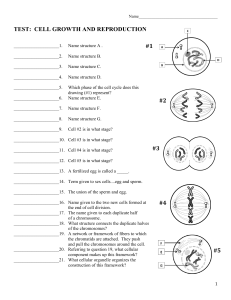 Mitosis and Meiosis Test