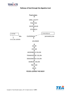 Lesson Plan The Digestive System Pathway of food through the digestive tract