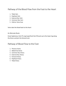 Pathway of the Blood Flow from the Foot to the Heart and to the Foot