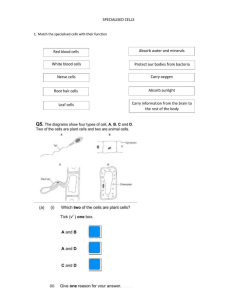 Ws specialised cell