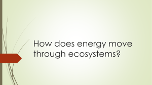 Unit 1 Ecology part 2 Food web, chains and energy